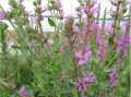 Kyprej vrbice (Lythrum salicaria)