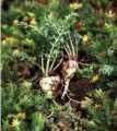 Maca - řeřicha peruánská (Lepidium meyenii)